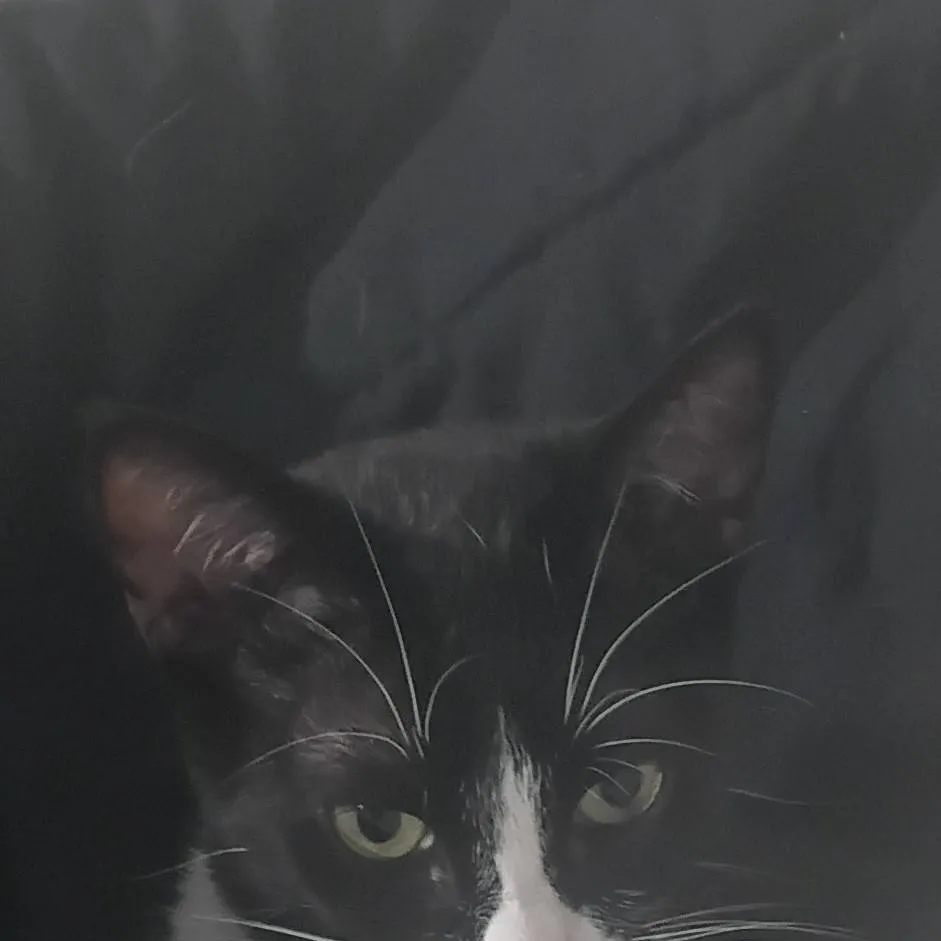 chat with ai character: gatito