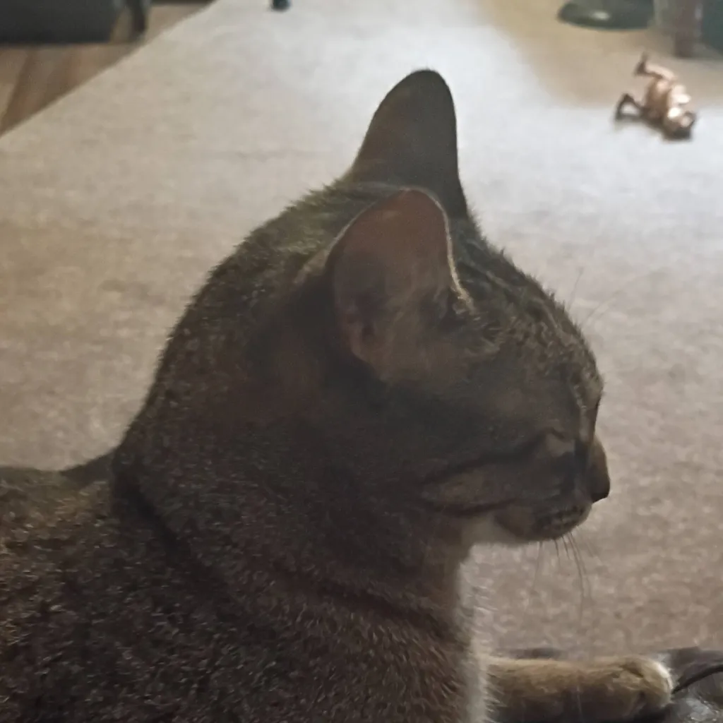 chat with ai character: cat
