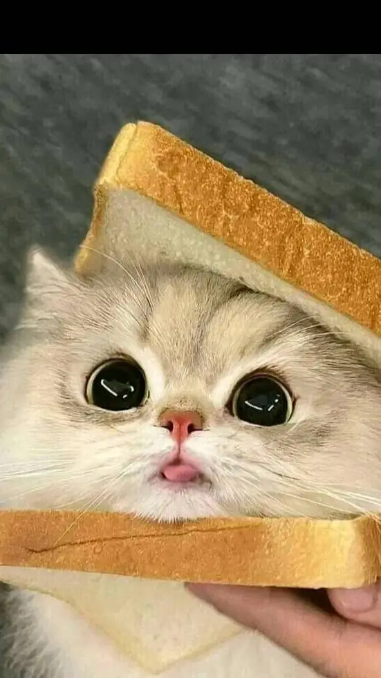 Talkie AI - Chat with Tiny_Cat
