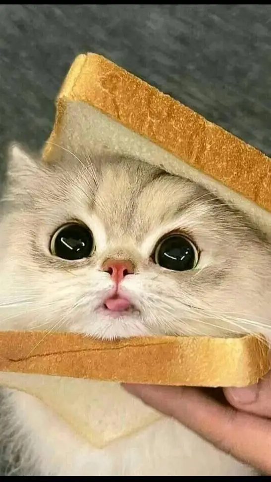 ai character: Tiny_Cat3 background