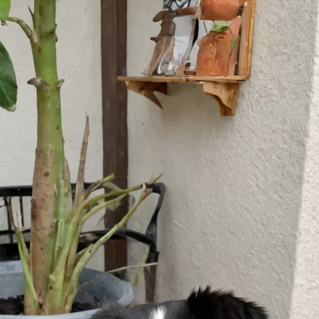 chat with ai character: Bowl Pup
