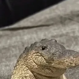 chat with ai character: Greg the crocodile