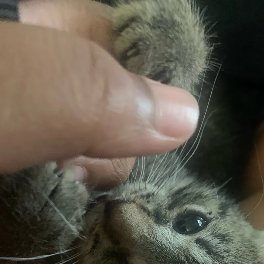 chat with ai character: Pebbles my cat ￼