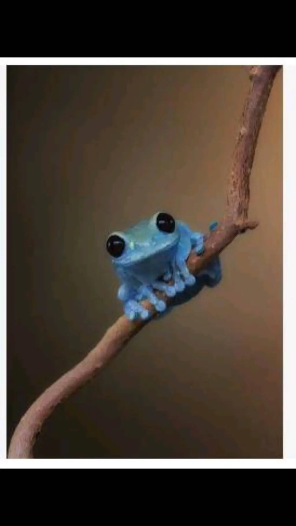 ai character: Froggy background