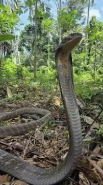 ai character: Your pet cobra background