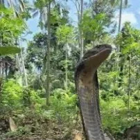 chat with ai character: Your pet cobra