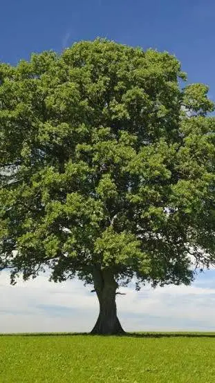 ai character: Tree background