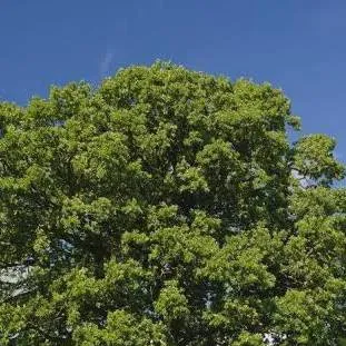 chat with ai character: Tree