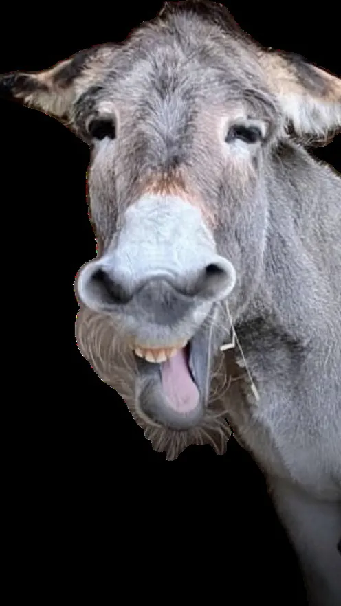ai character: Donkey 🫏  background