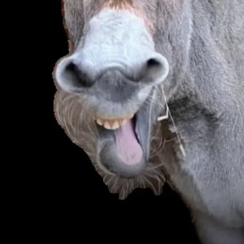 chat with ai character: Donkey 🫏 