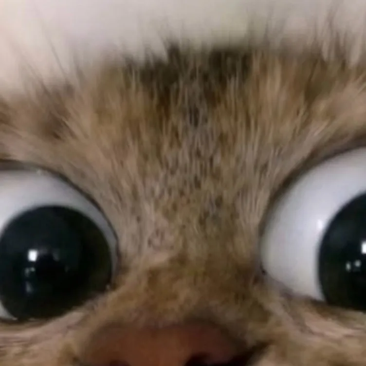 chat with ai character: cat