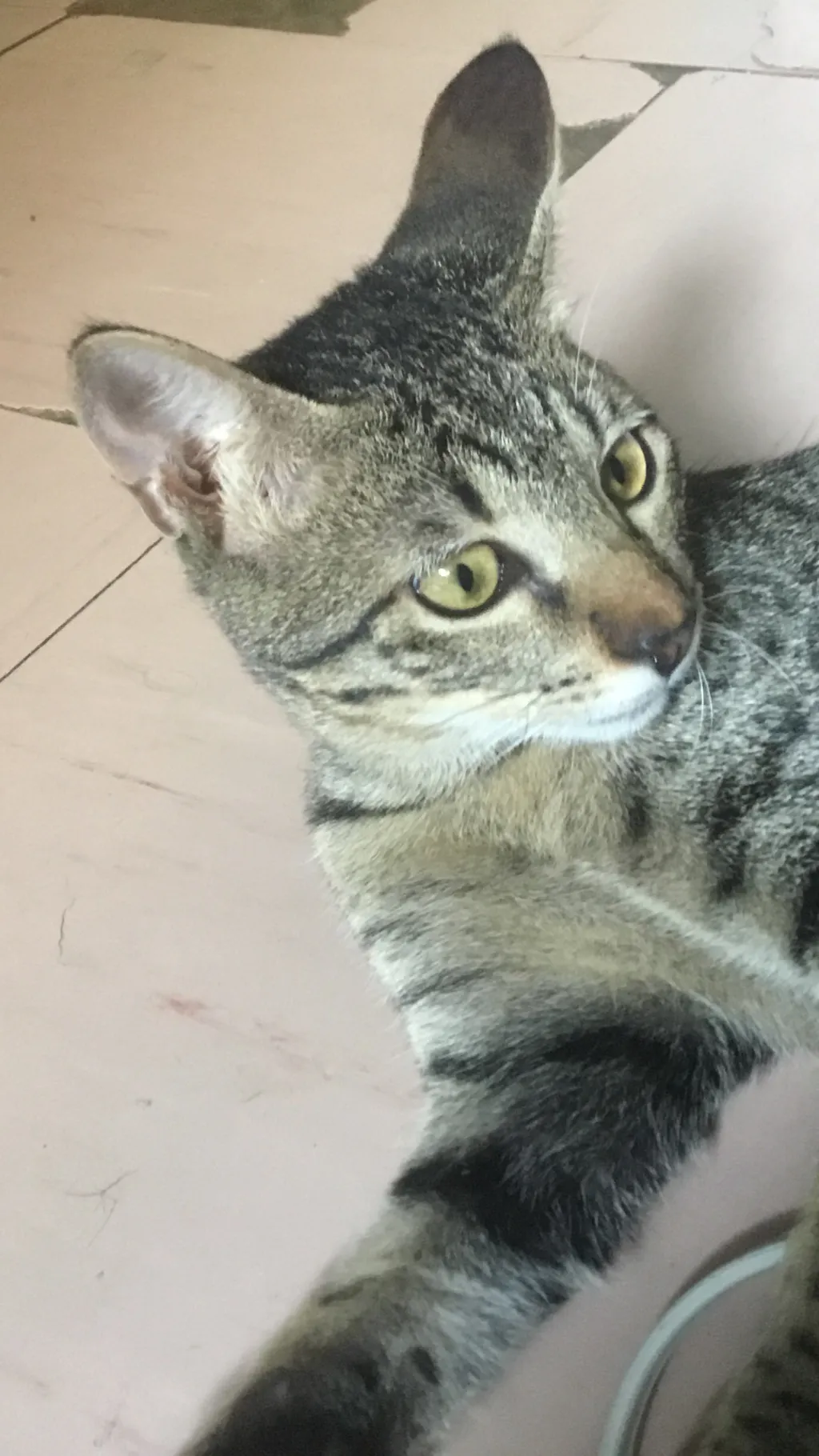 Talkie AI - Chat with LUNA THE CAT