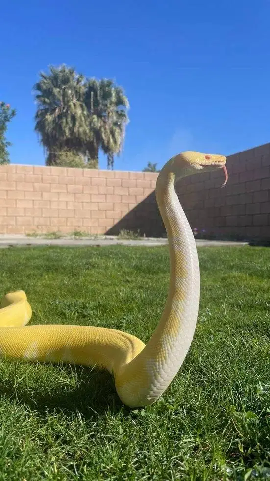 ai character: serpiente background