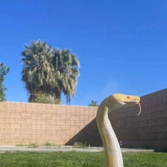 chat with ai character: serpiente
