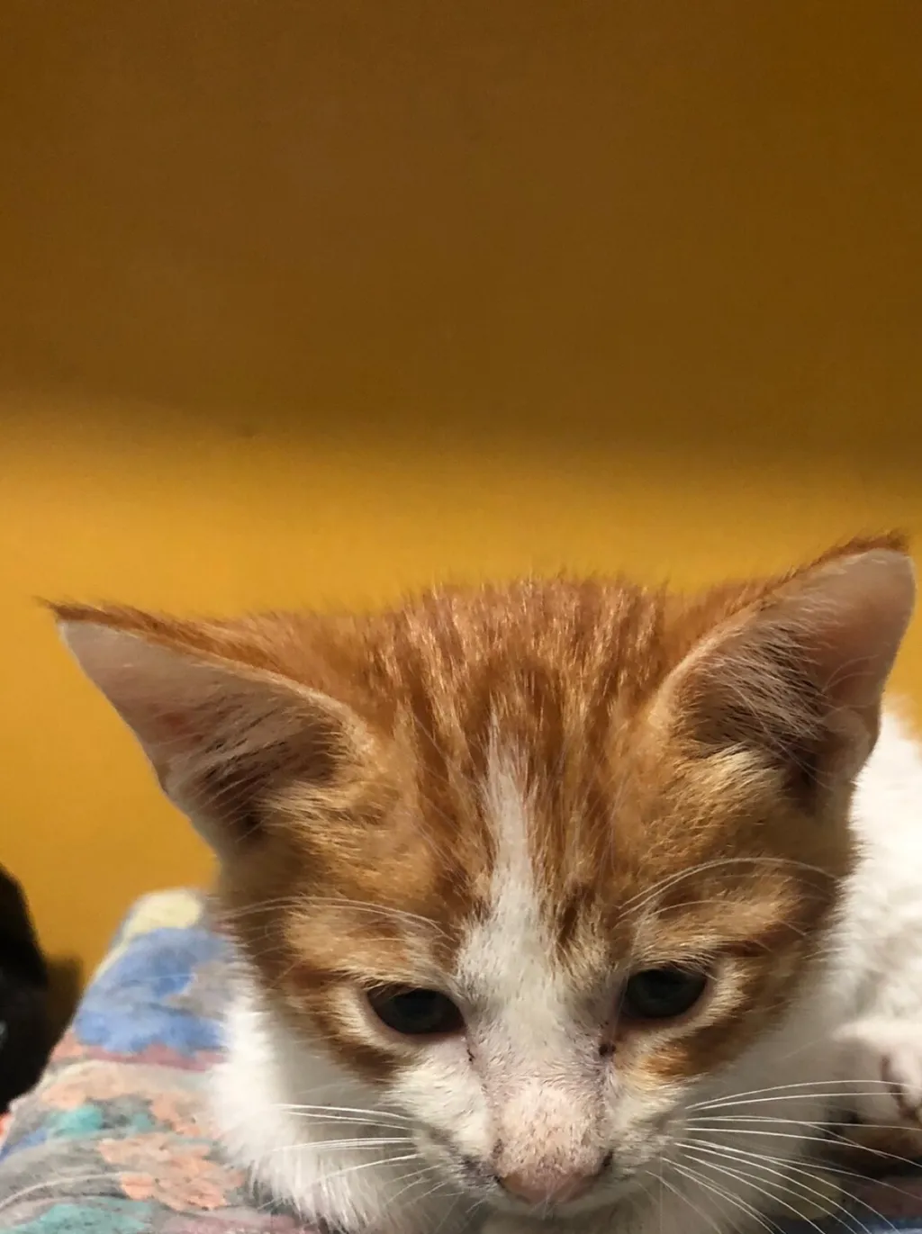 chat with ai character: KITTY🐱