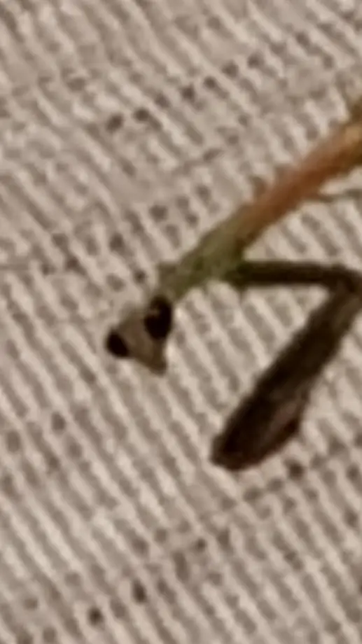 ai character: praying mantis.. background