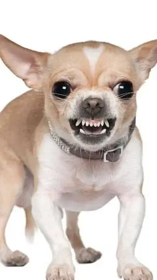 ai character: Chihuahua background