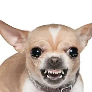 chat with ai character: Chihuahua