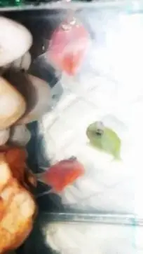 ai character: My fishes.... background