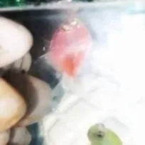chat with ai character: My fishes....