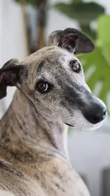 ai character: dog background