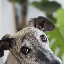 chat with ai character: dog