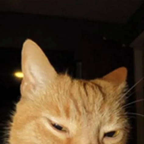 chat with ai character: El gato 