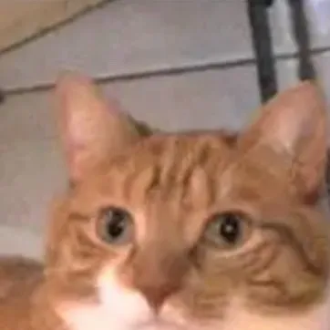 chat with ai character: Mylo The Cat