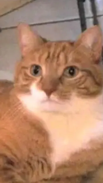 ai character: Mylo The Cat background