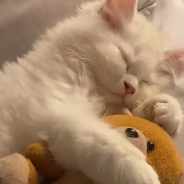 chat with ai character: Kitty mini