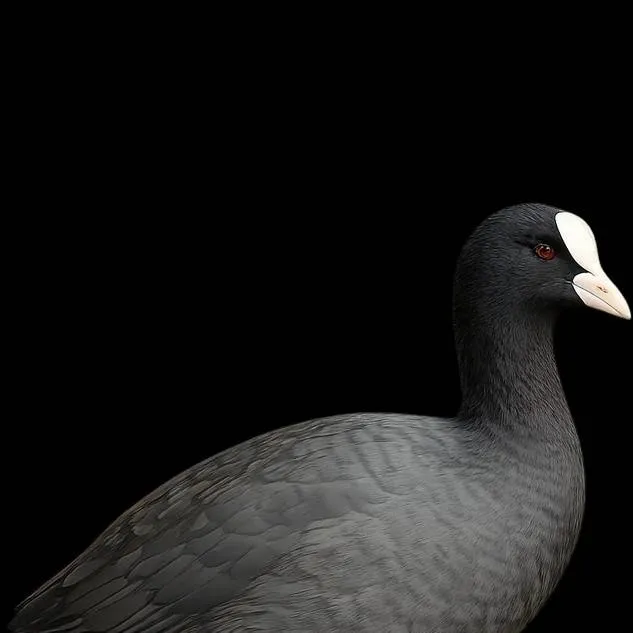 chat with ai character: Eurasian coot