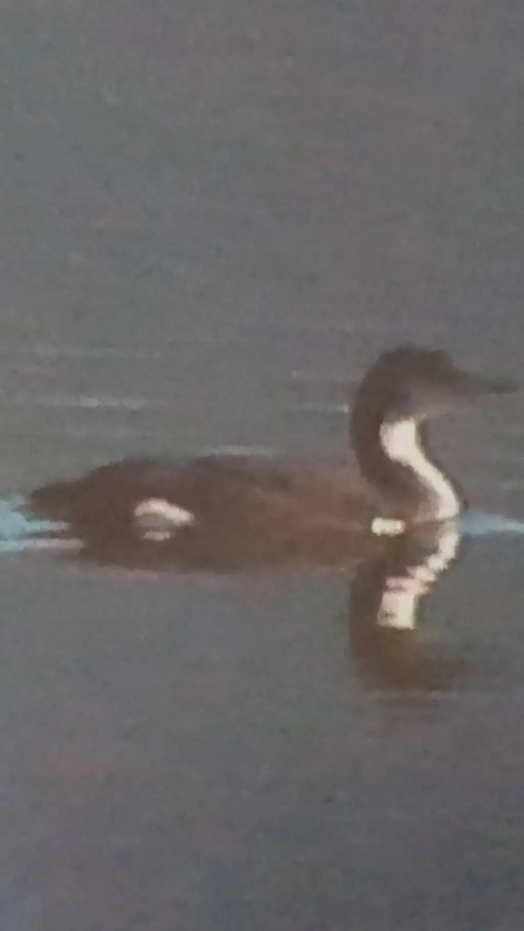 ai character: Random loon background