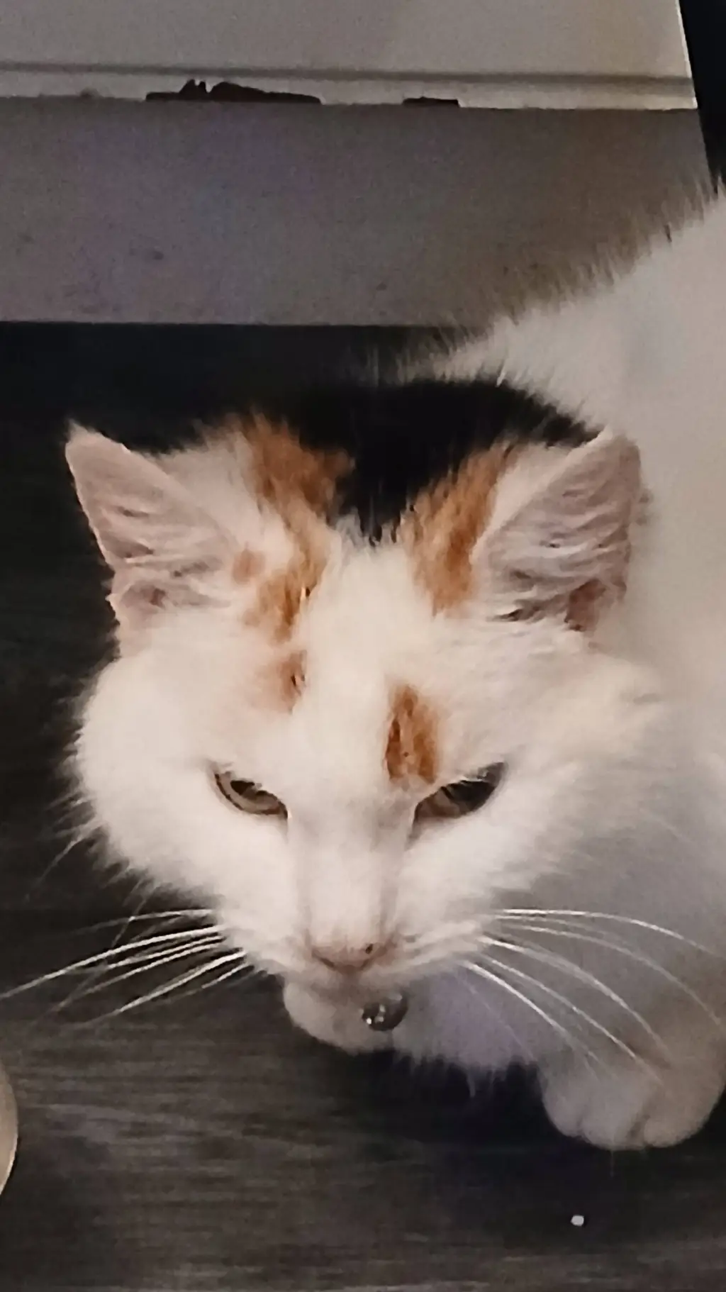 ai character: Snowy the cat background