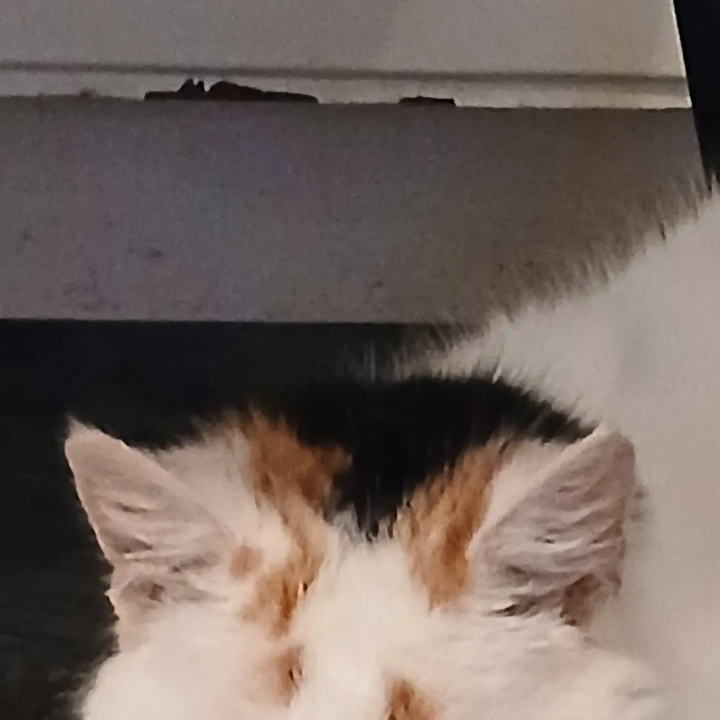 chat with ai character: Snowy the cat