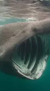 ai character: Shark background