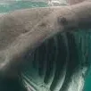 chat with ai character: Shark