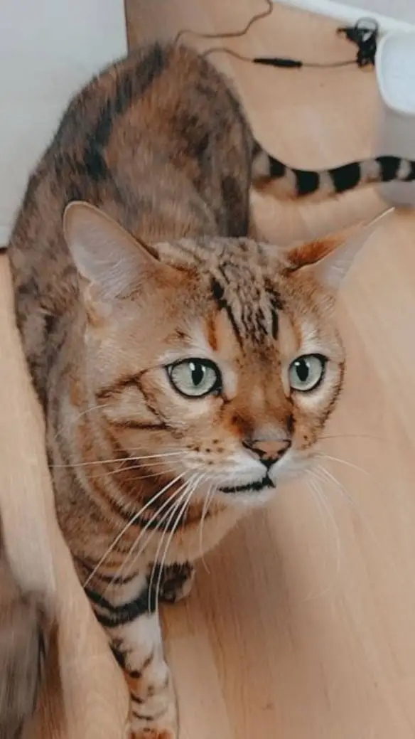Talkie AI - Chat with Tiger our cat.
