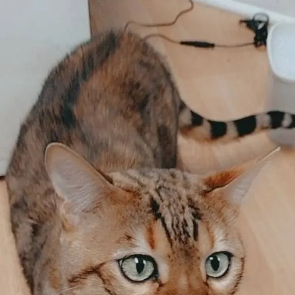 chat with ai character: Tiger our cat.