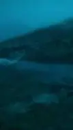 ai character: Prognathodon life background