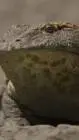 ai character: Beelzebufo life background