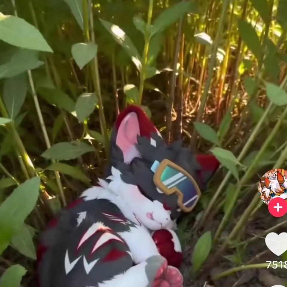 chat with ai character: Furry kitten