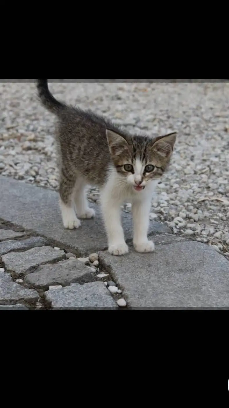 Talkie AI - Chat with Street kitten