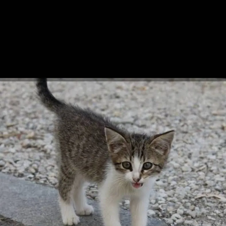 chat with ai character: Street kitten