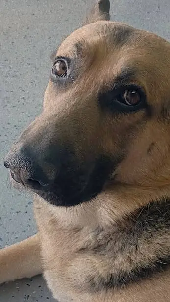 ai character: Good Dog background