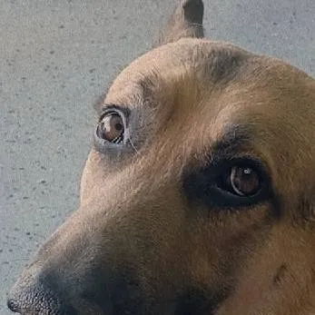 chat with ai character: Good Dog