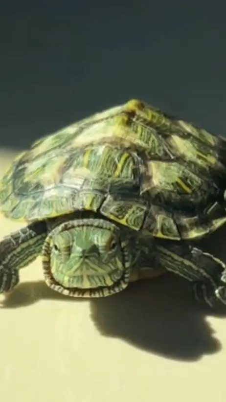 Talkie AI - Chat with Tur the turtle
