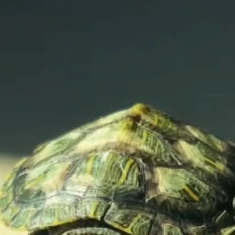 chat with ai character: Tur the turtle