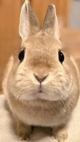 ai character: Rabbit background