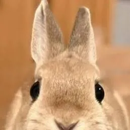 chat with ai character: Rabbit