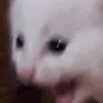 chat with ai character: cat